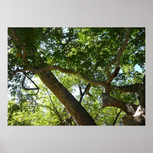 Poster Vert de l'arbre sycomore Nature (Devant)