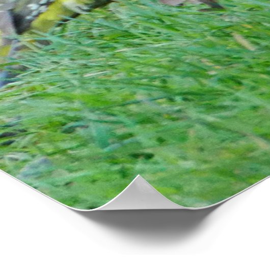 Poster vert de pic (Coin)