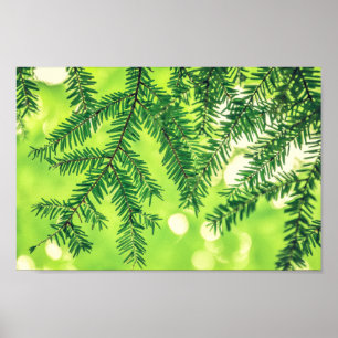 Poster vert des pins de la nature À feuillage per