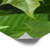 Poster vert du printemps (Coin)
