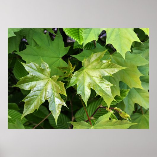 Poster vert du printemps (Devant)
