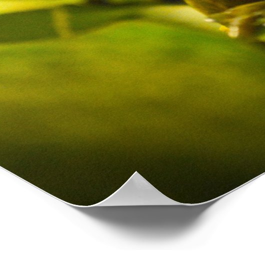 Poster vert et doré de la grenouille Bell (Coin)