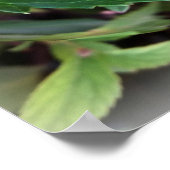 Poster vert et rose (Coin)