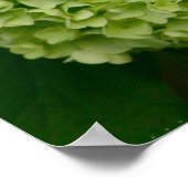 Poster vert Hydrangea (Coin)