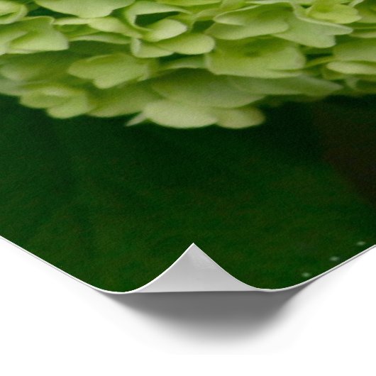 Poster vert Hydrangea (Coin)