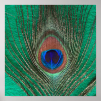 Poster vert Peacock Feather