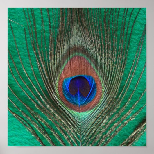 Poster vert Peacock Feather (Devant)