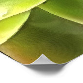 Poster Vert Succulent Gros Plan Cactus (Coin)