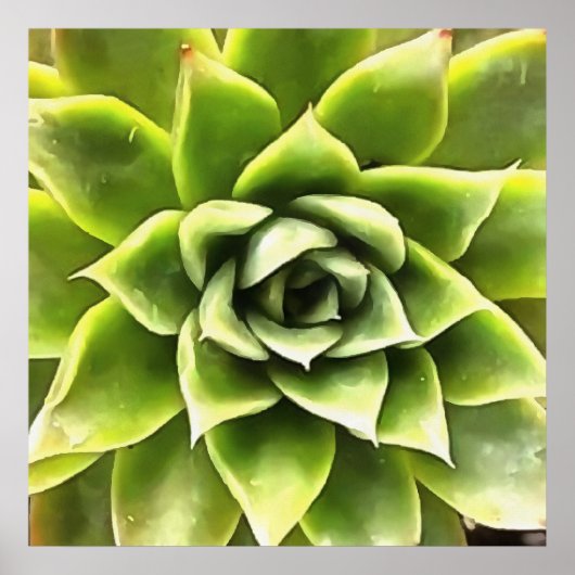 Poster Vert Succulent Gros Plan Cactus (Devant)