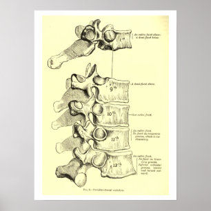 Poster Vertèbres vintages de l'anatomie  