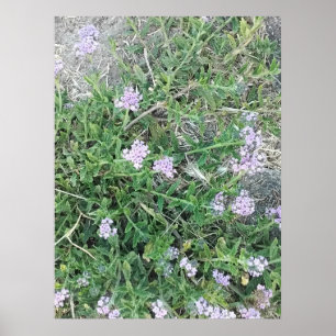Poster Verveine Sauvage Fleurs Violettes dans l'Habitat N