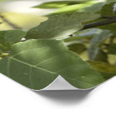 Poster Vervet Monkey, Zimbabwe (Coin)