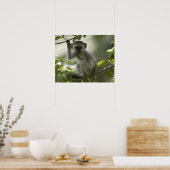 Poster Vervet Monkey, Zimbabwe (Cuisine)