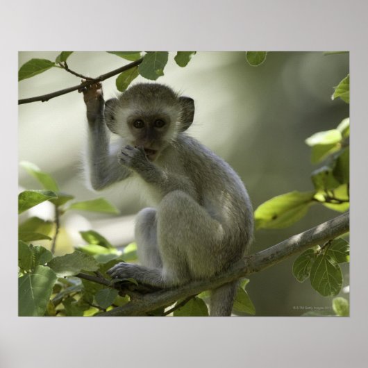 Poster Vervet Monkey, Zimbabwe (Devant)