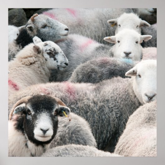 Poster Vestige D'Herdwicks (Devant)