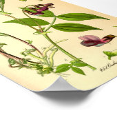 Poster Vetch printanière (Lathyrus vernus) (Coin)