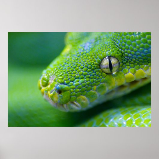 Poster Viande verte (Devant)