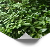 Poster Vibes portugaises (Coin)