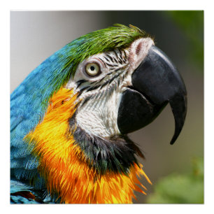 Poster Vibrant couleur Macaw