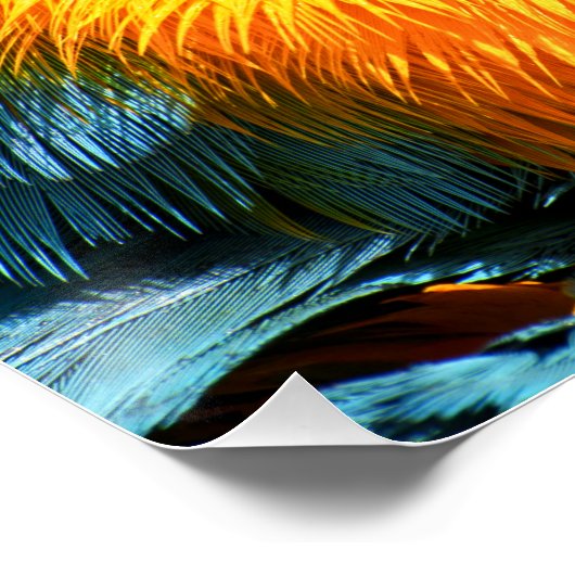 Poster Vibrant couleur Macaw (Coin)