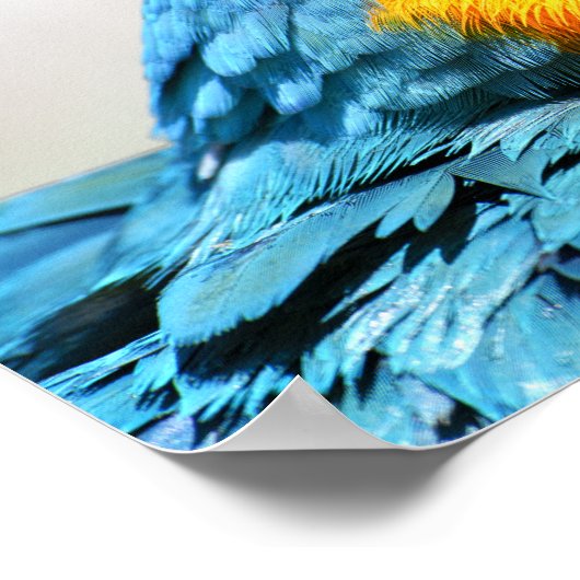 Poster Vibrant couleur Macaw (Coin)