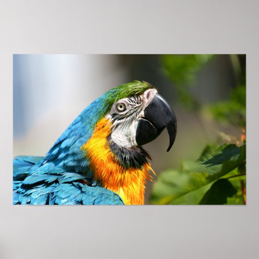 Poster Vibrant couleur Macaw (Devant)