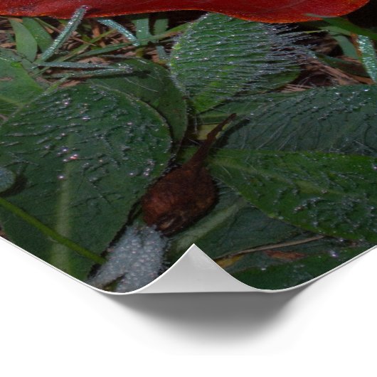 Poster Vibrant Fall Leaves (Coin)