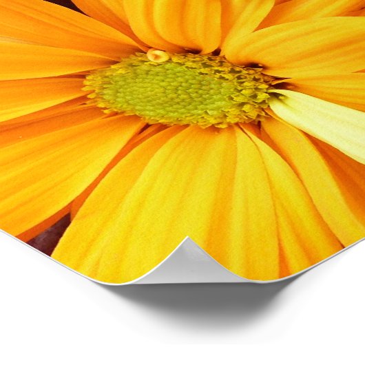 Poster Vibrant Gerbera Daisy (Coin)