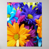 Poster Vibrant Gerbera Daisy (Devant)