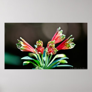 Poster vibrant rouge jaune perroquet Lily