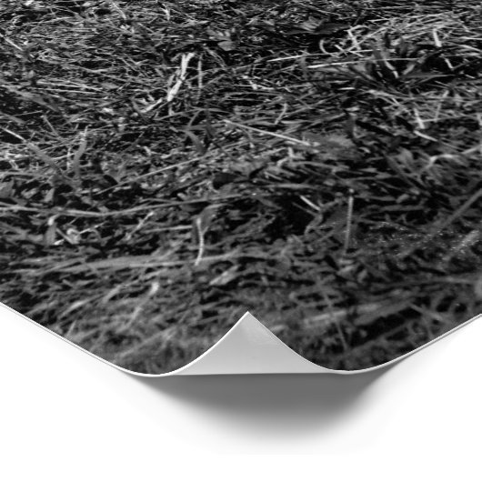 Poster Victimes de Cold Harbour : 1865 (Coin)