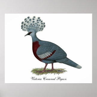 Poster Victoria Crowne Pigeon