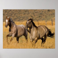 Vie de ranch au Ponderosa Ranch