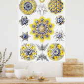 Poster Vie Macro Aquatique ~ Haeckel ~ Amoeba (Cuisine)