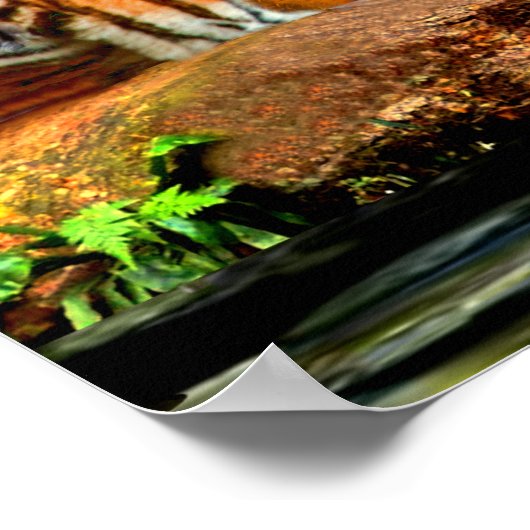 POSTER VIE SAUVAGE DES FORÊTS DE PLUIE (Coin)