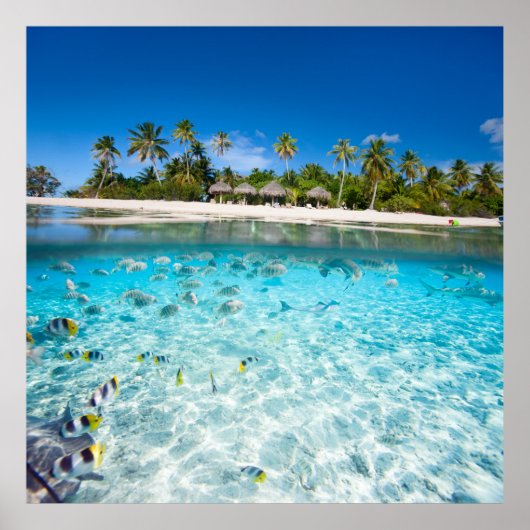 Poster Vie sous-marine (Devant)