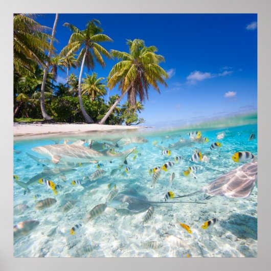 Poster Vie sous-marine (Devant)