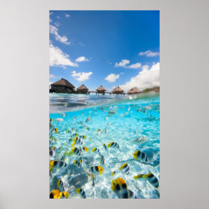 Poster Vie sous-marine