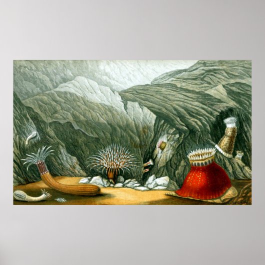 Poster Vie sous-marine Cinq sur dix (Devant)