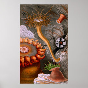 Poster Vie Sous-Marine Quatre Sur Dix