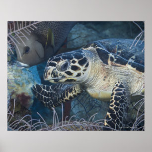 Poster Vie sous-marine : une tortue de mer à Hawksbill