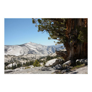 Poster Vieil arbre au parc national de Yosemite
