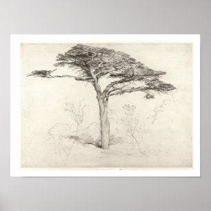 Poster Vieil arbre de cèdre dans le jardin botanique,