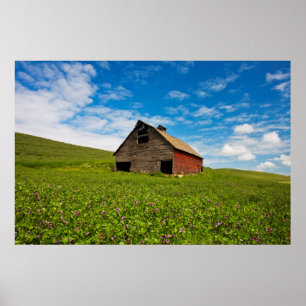 Poster Vieille grange rouge dans un champ de pois chiches
