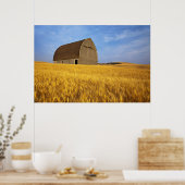 Poster Vieille grange rustique dans le champ de blé matur (Cuisine)