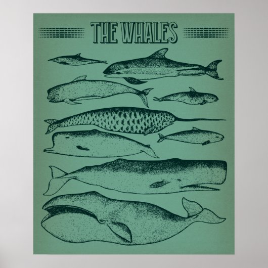 Poster Vieille illustration des baleines (Devant)