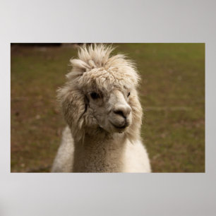 POSTER VIENNA WIEN ÖSTERREICH AUTRICHE ALPAKA LAMA ANIMAL