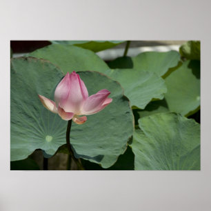 Poster Vietnam, près de Saigon) My Tho. Vinh Trang 2