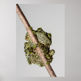 Poster Vietnamese Mossy Frog on a Branch