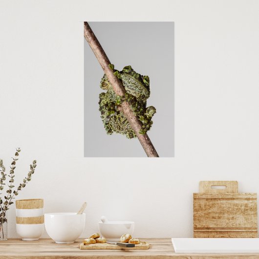 Poster Vietnamese Mossy Frog on a Branch (Cuisine)
